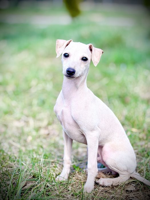 Charcik włoski, piesek, rodowód FCI, warunek hodowlany