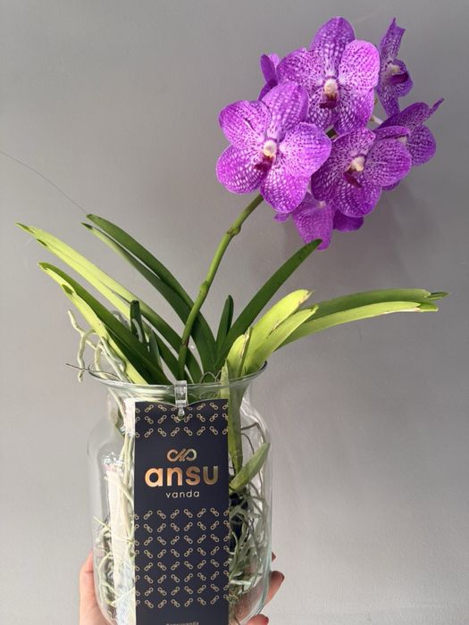 Орхідея Ванда, vanda