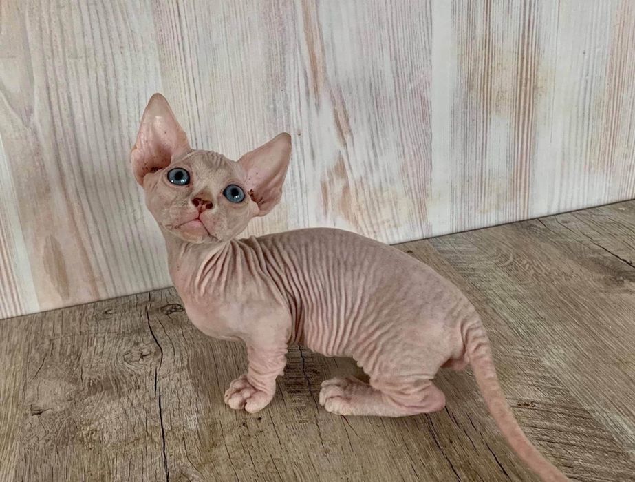 Bambino