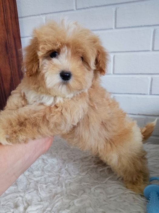 MALTIPOO MINI pieski!!! Maltańczyk &Pudel Toy