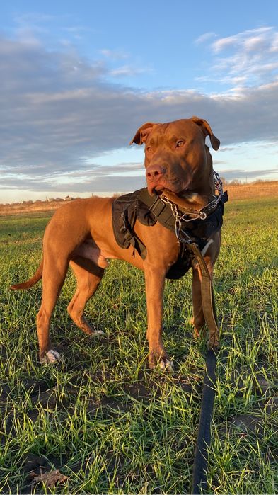 Американский питбультерьер (red nose)