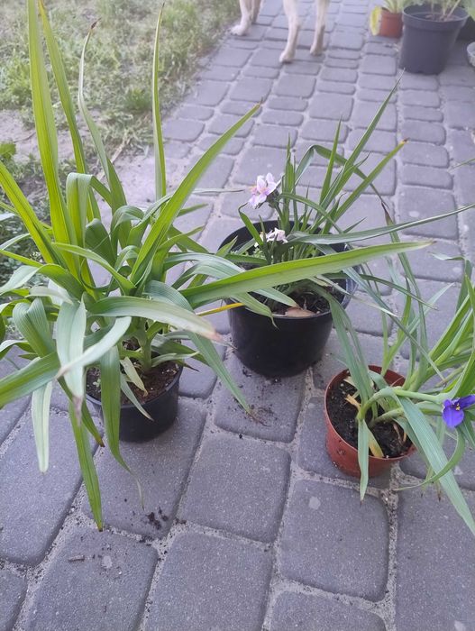 Nadwyżki z własnego ogrodu nr 6