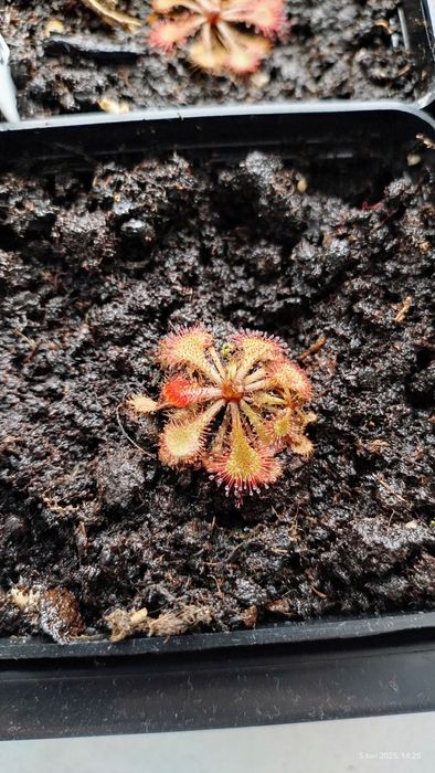 Drosera Natalensis i spatulata lovellae (rosiczka)
