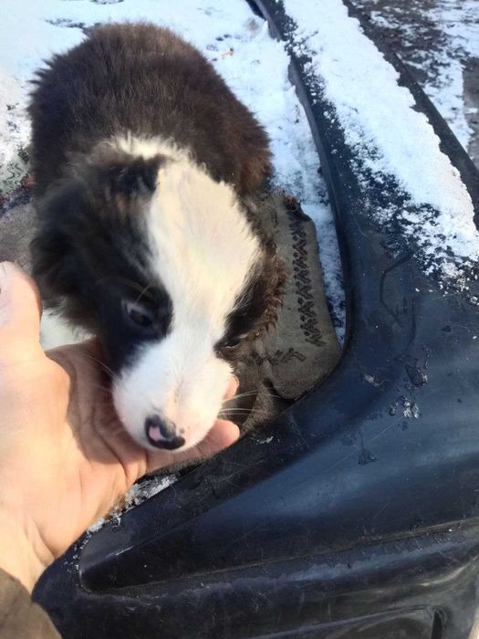 Цуценя Бордер колі