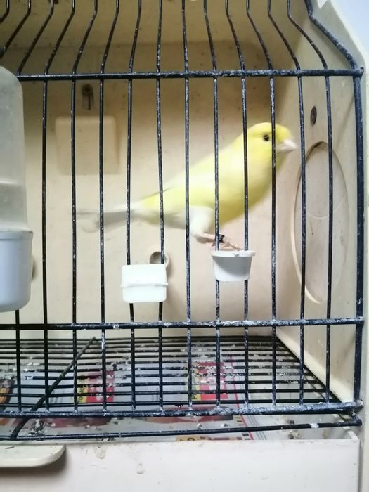 Canários amarelos nevados