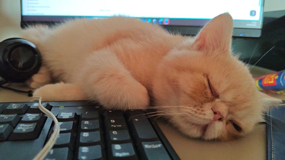 Gatinho Persa Exótico Beje/Branco