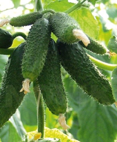 Насіння огірка Амур F1 Amour F1 Семена огуреца