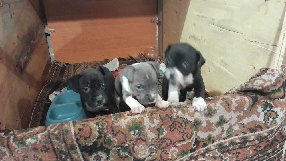 Цуцики підбуля 1,5 місяців