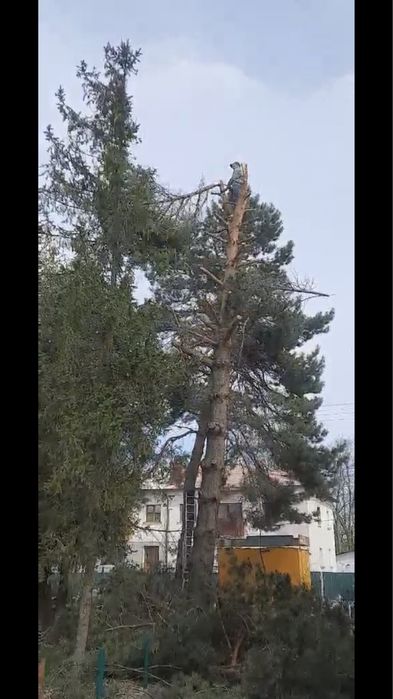 Зрізання, спилювання, валка, обрізка дерев, розчищення ділянок