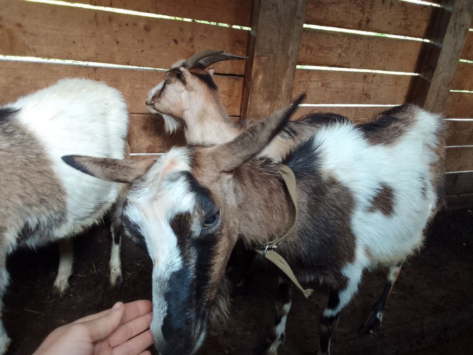 Продам козу на молоко