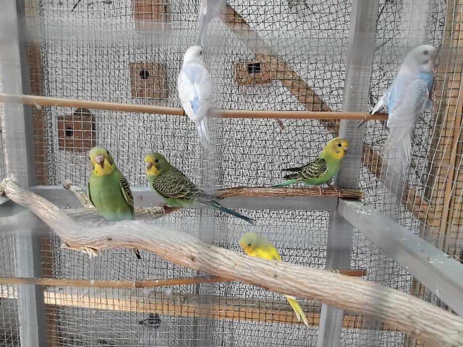 Piriquitos novos