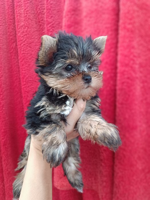 Неймовірні міні цуценята йорки