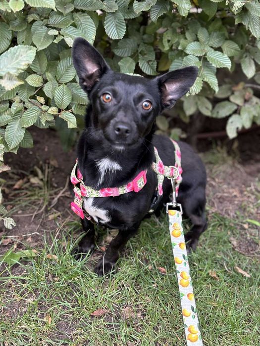 Kochana przyjacielska sunia czeka na swój dom