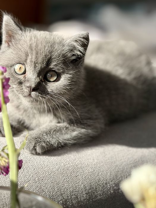 Scotish straight Blue Macho