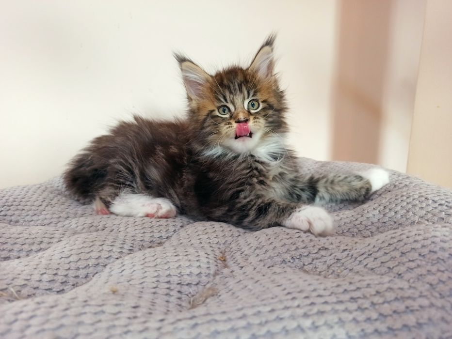 Maine Coon kocurek Indiana