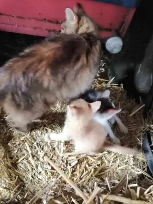 Oddam młode  Kotki z gospodarstwa,w dobre ręce