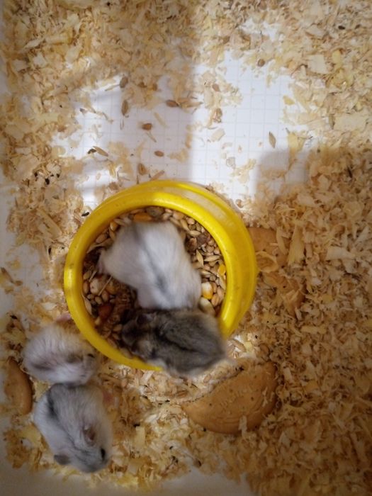 Хомячки Кременчуг