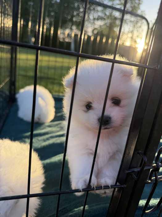Szpic miniaturowy, Pomeranian