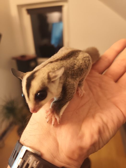 Lotopałanka karłowata młode samiec i samica