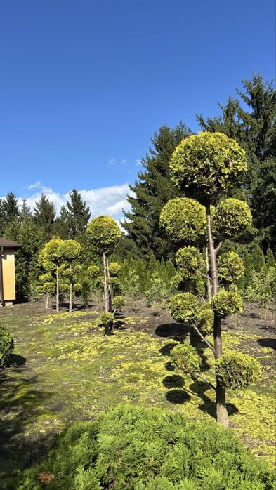 Formowna Thuja Rheingold Bonsai - Piękna ozdoba ogrodu!