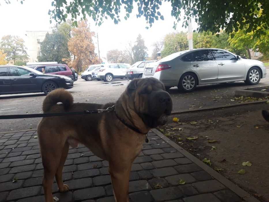 Вязка китайского шар-пея