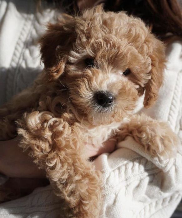 Красивые малиши и малышки Мальтипу Ф1.