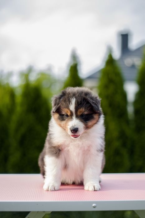 Owczarek australijski suczka nietypow blue Merle