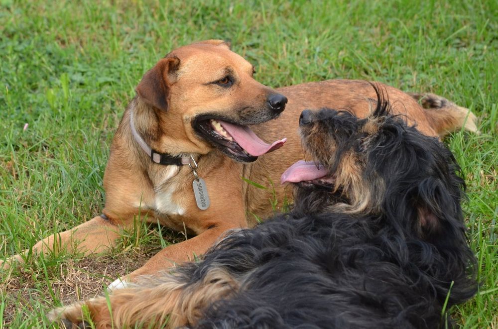 Cudowny Fado do adopcji