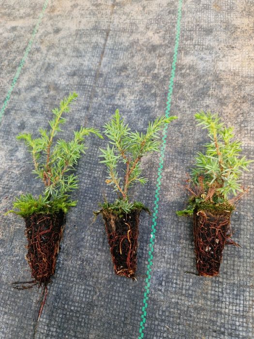 Jałowiec Hibernica Sadzonka