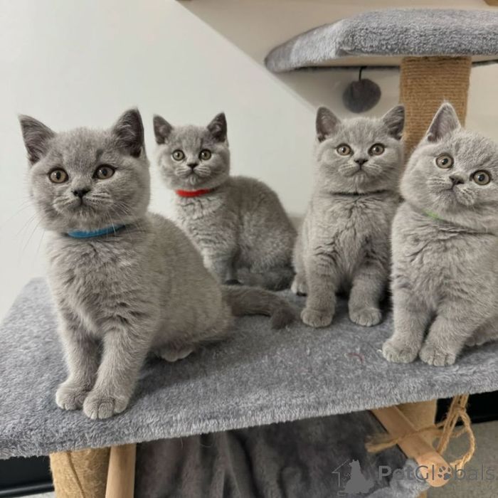 Британские крупные котята.