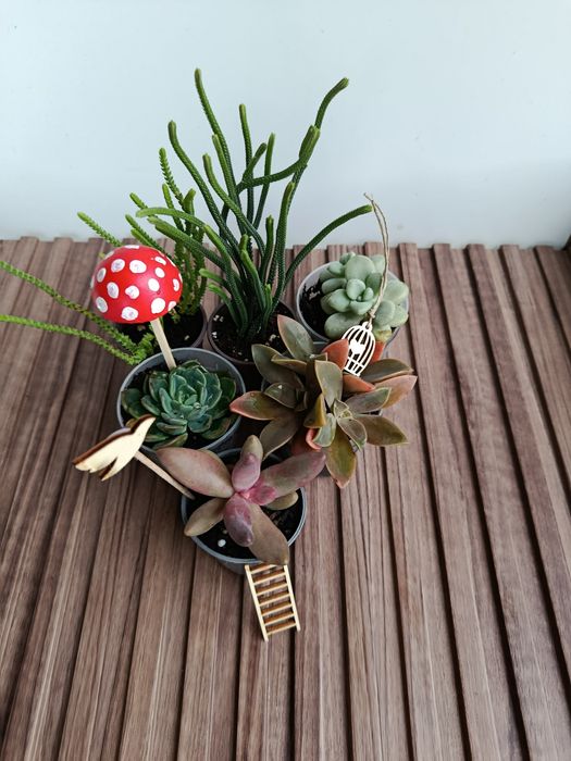 Conjunto de suculentas