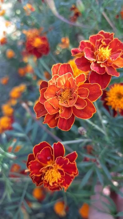 Продам насіння чорнобривців різнокольорові