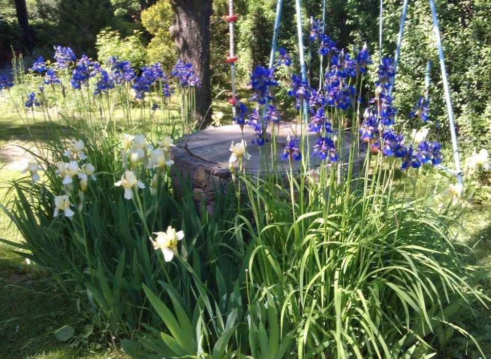 Irys, kosaciec syberyjski ciemnoniebieski, duże sadzonki!