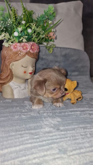 Estupendo menino mini pelo comprido chihuahua/chiuaua de Qualidade