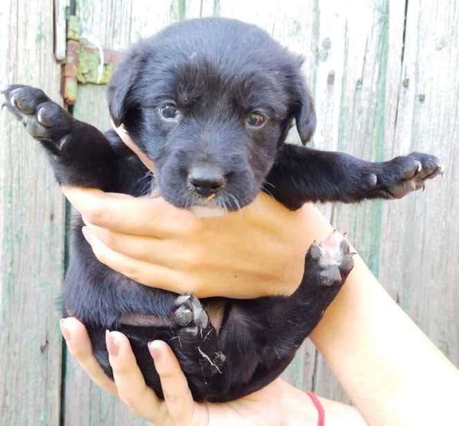 Цуценята безкоштовно