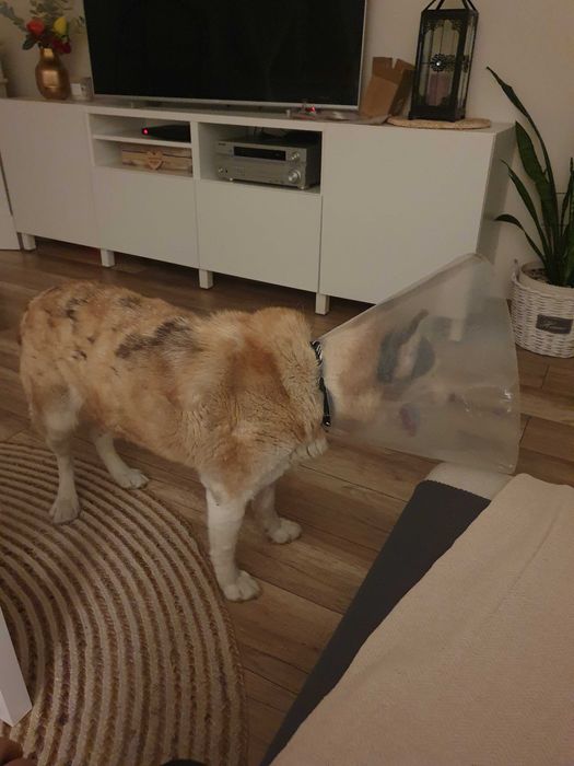 Zagineła suczka husky Pruchna Bąków