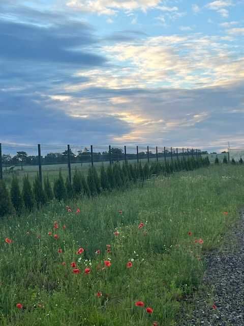 działki do dzierżawy przy jeziorze Pławniowice