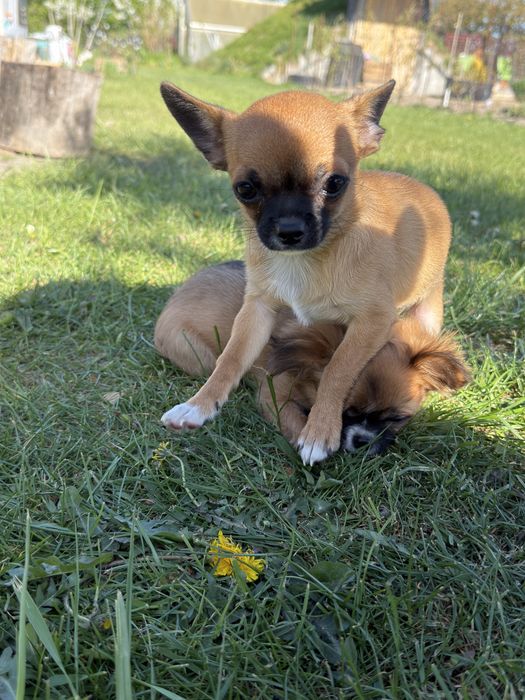 Chihuahua krótkowłosa