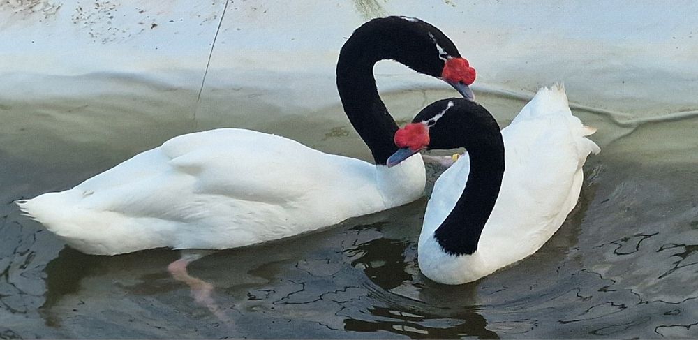 Casal de cisnes pescoço preto adultos reprodutores
