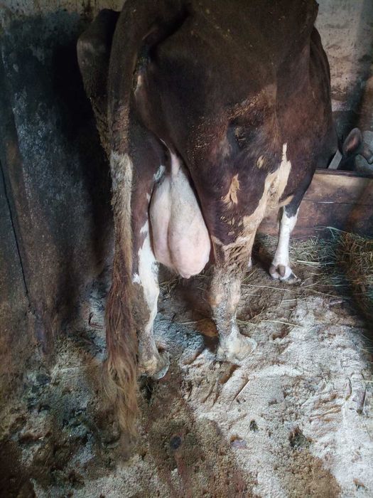 Продаж.    Корів