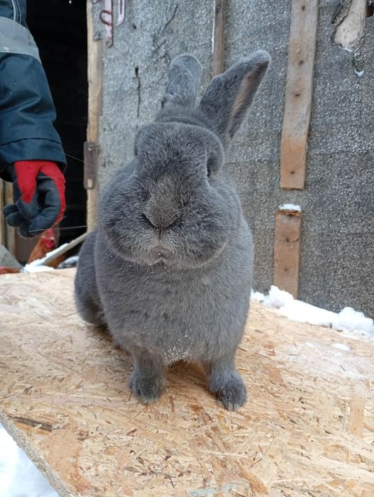 Kròlik samica wiedeńskie niebieskie