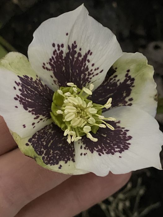 Морозник ( Чемерник)