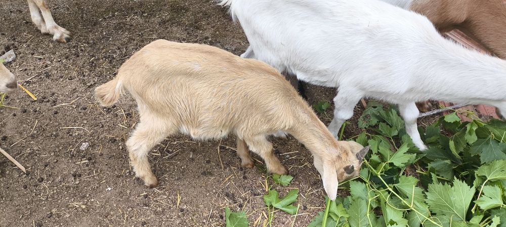 Cabrito de 4 meses e de 2e meio