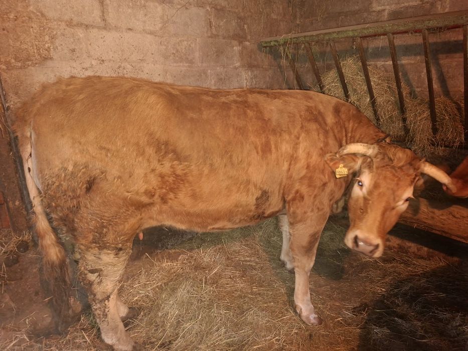 Sprzedam krowę limousine