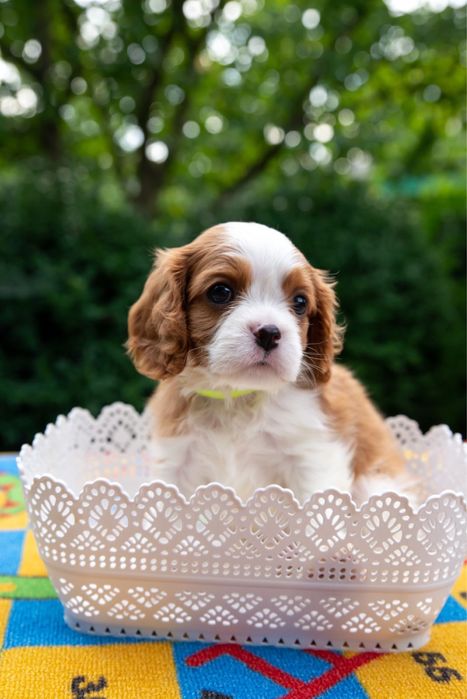 Кавалер кинг чарльз спаниель КСУ