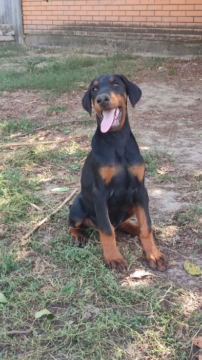 Доберман цуценята КСУ п-к Голден Пак