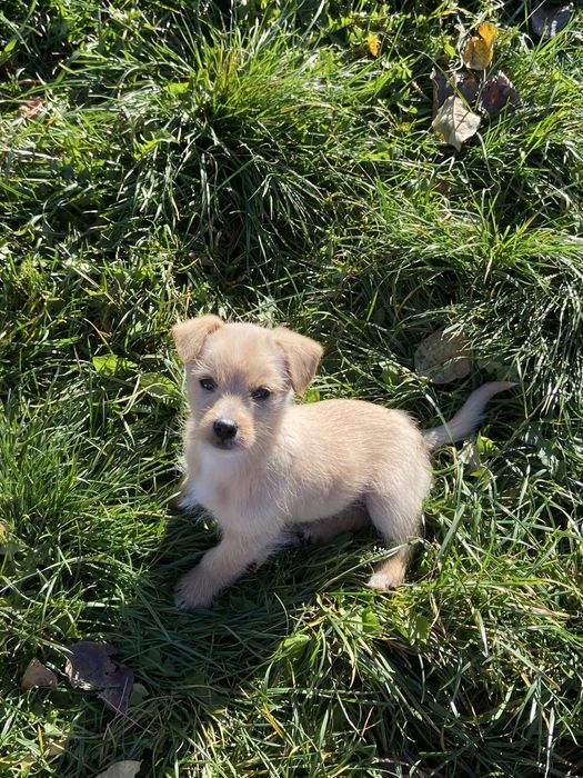 Цуценята в добрі руки