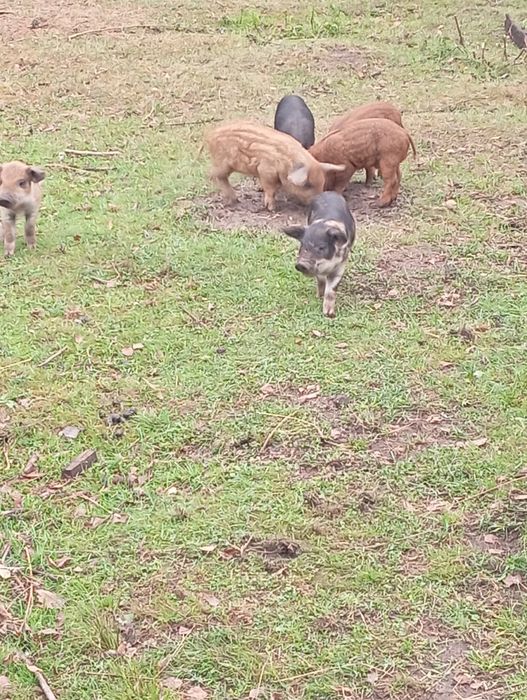 Mangalica prosięta