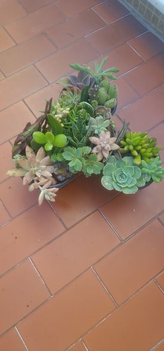 Suculentas em vaso triplo 20 un