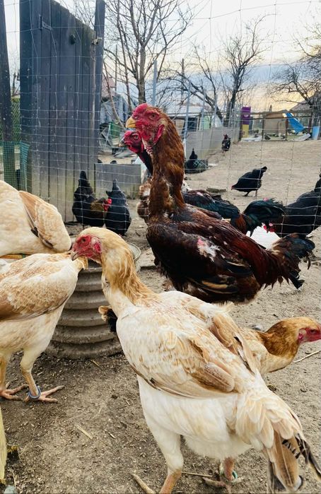 Jajka lęgowe ayam cemani, wyandotte, bojowiec malajski